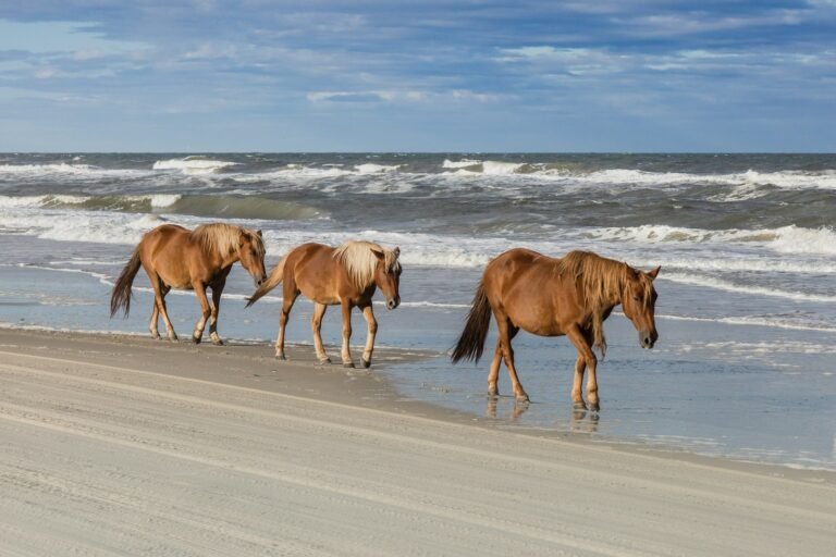 Corolla wild Spanish mustangs walking the beach on the Outer Banks of North Carolina