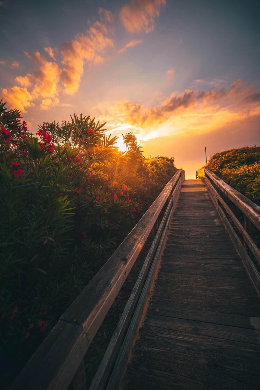 Wooden beach access bridge winding through sea oats at sunset, Outer Banks
