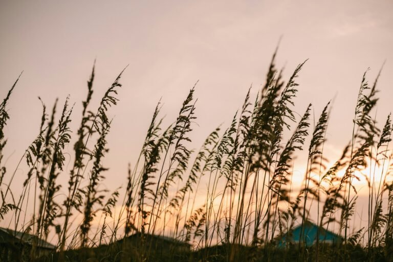 Field of tall coastal grass with the sun setting in the background, Outer Banks