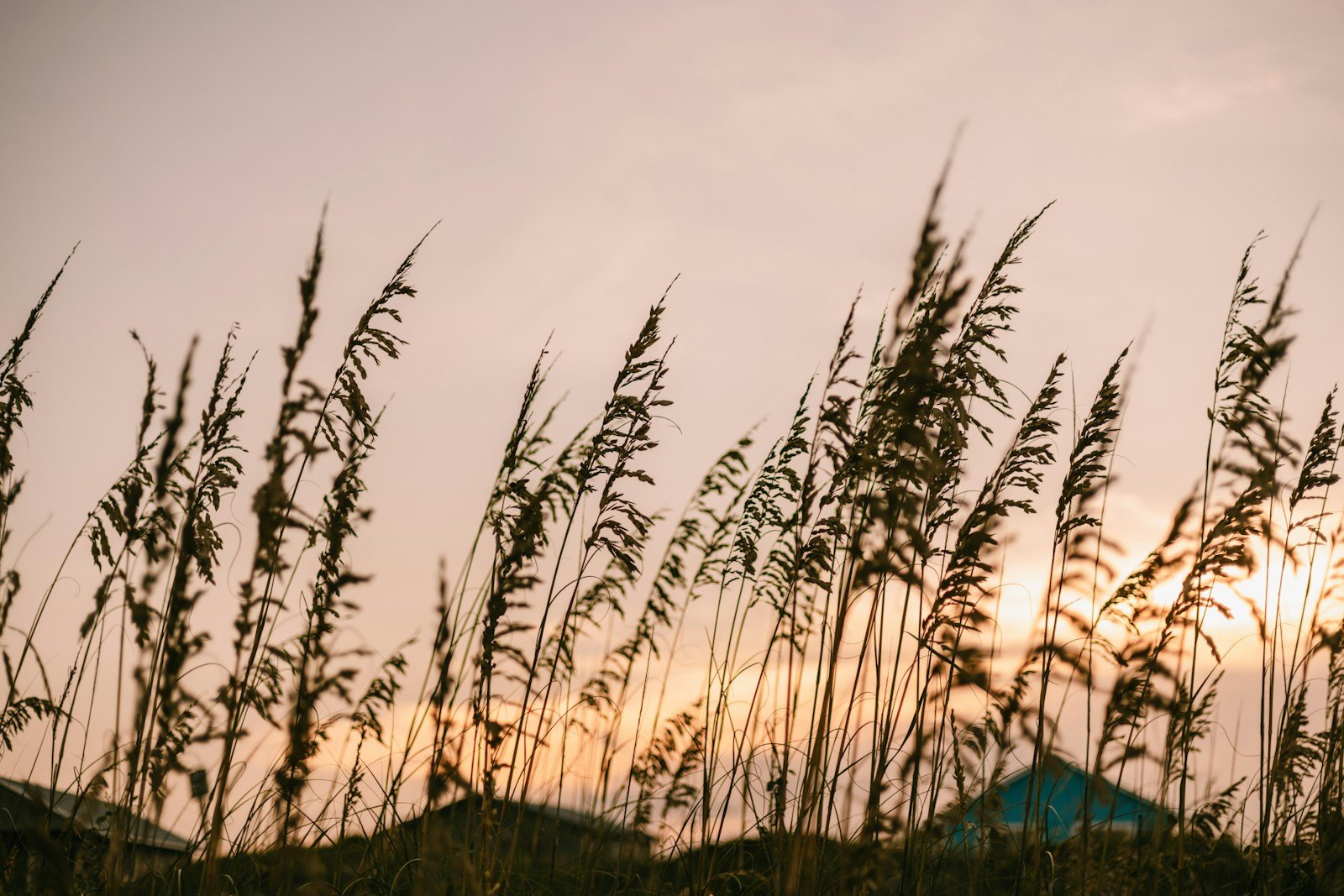 Field of tall coastal grass with the sun setting in the background, Outer Banks