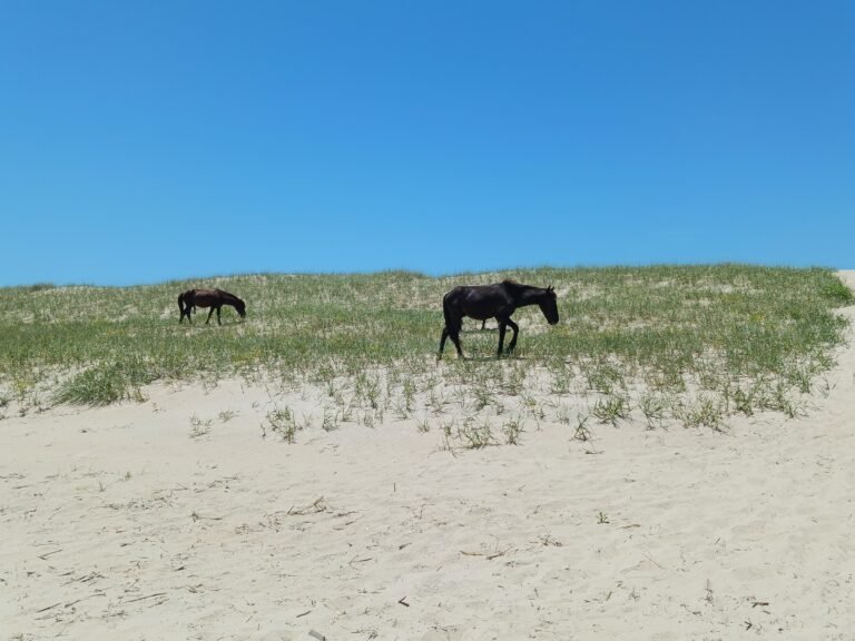 Wild horses on the beach at Corolla, Outer Banks — pet-friendly coastline