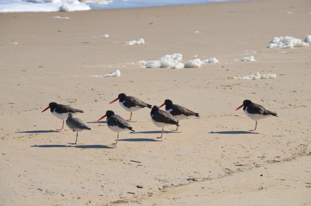 A small flock of American oystercatchers standing together at the water's edge.