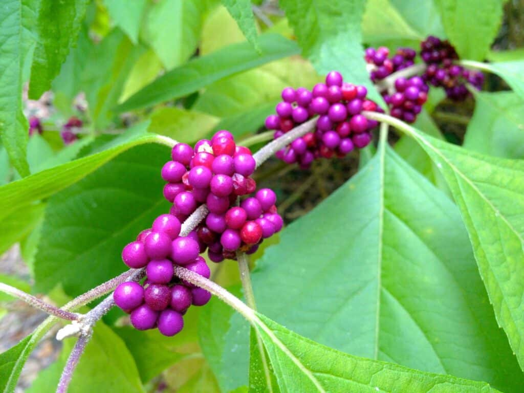 Clusters of bright magenta beautyberry fruit on a green-leaved branch.