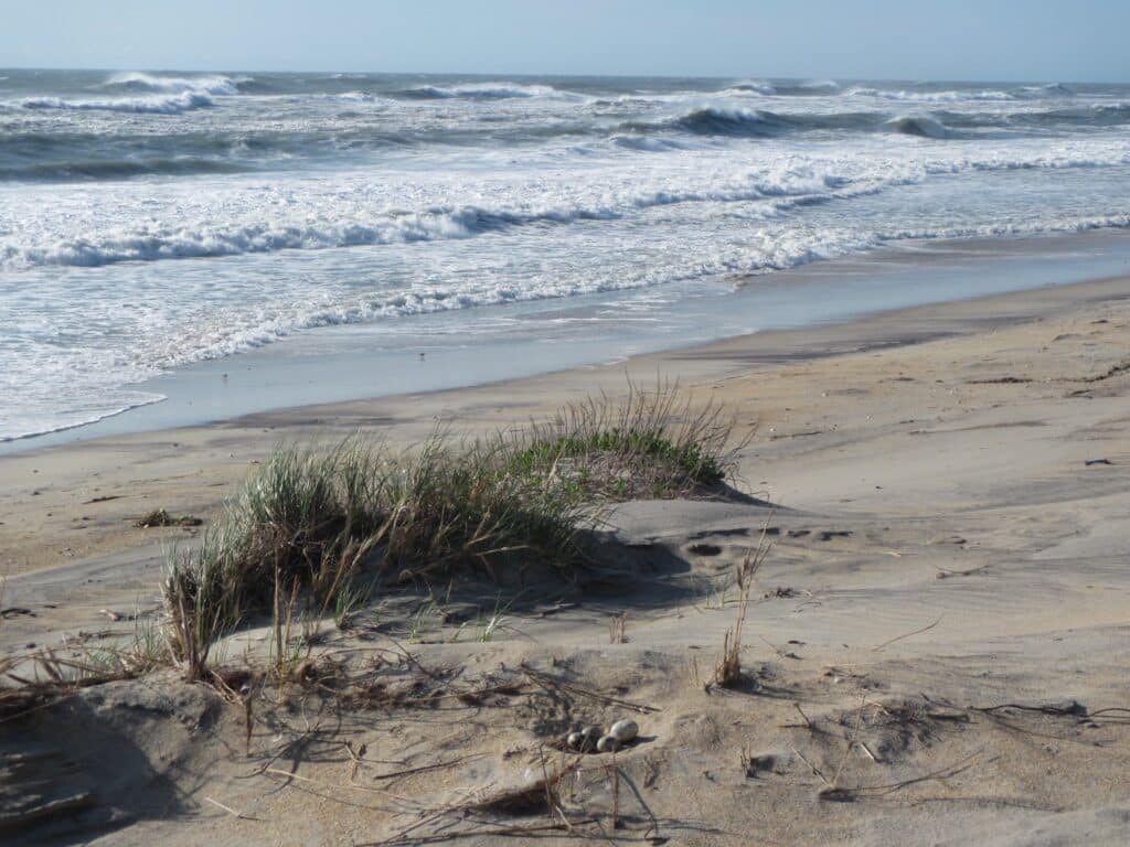 Sea oats and dune grass on the sheltered side of a low sand dune at Cape Hatteras National Seashore.