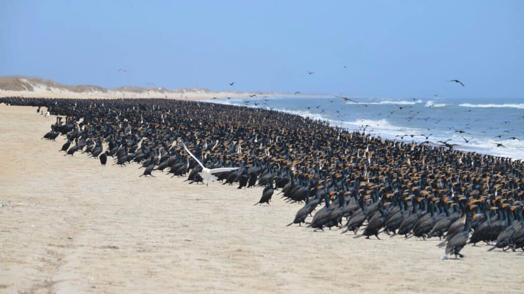 Hundreds of double-crested cormorants packed onto a low sandbar with surf beyond.