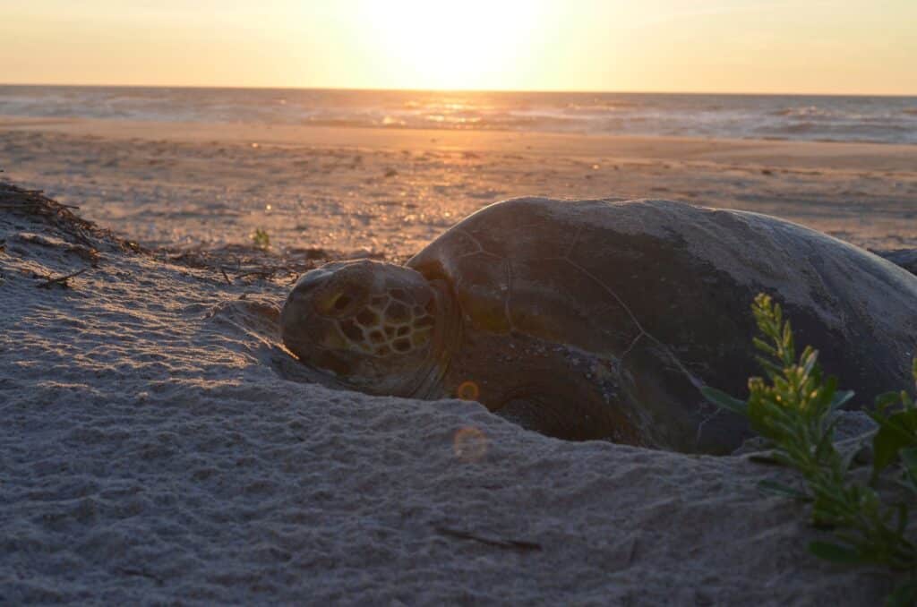 A sea turtle on the sand at first light on a quiet beach at Cape Hatteras National Seashore.