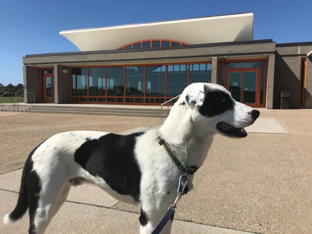 A black-and-white dog sitting on grass outside a modern national park visitor centre building.
