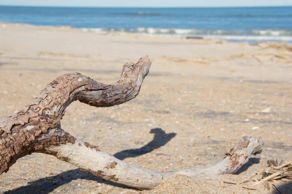 A large piece of bleached driftwood lying on wet sand at the edge of the surf.