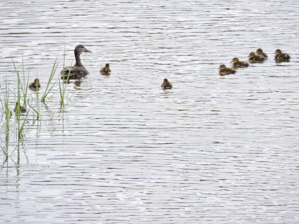 A mother duck swimming on calm shallow water with a line of ducklings following behind.