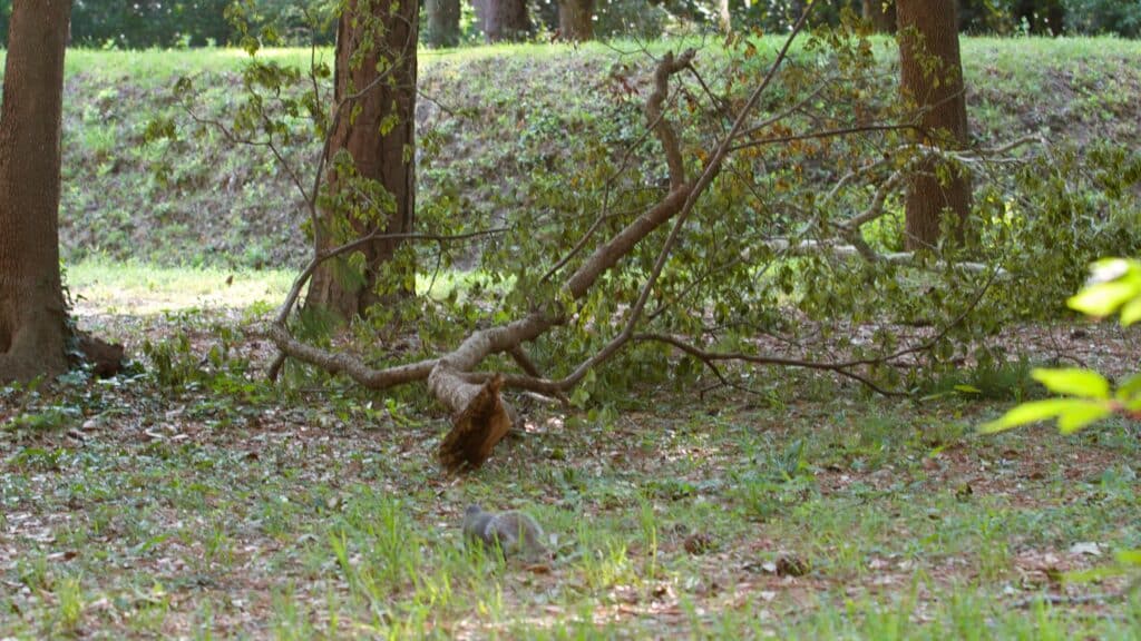 A grey squirrel on the ground among leaf litter and low woodland plants.