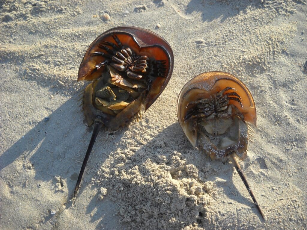 A pair of horseshoe crabs side by side on wet beach sand.