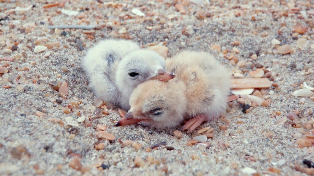 Two downy least tern chicks sitting on open shell-strewn sand.