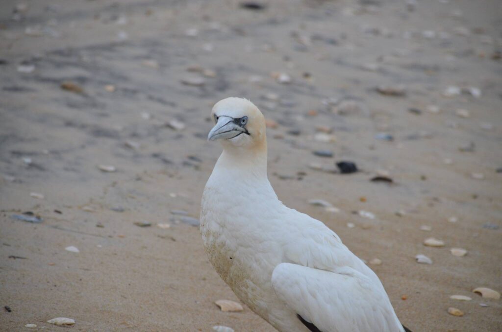 A white northern gannet with black wingtips resting on the sand at the edge of the surf.