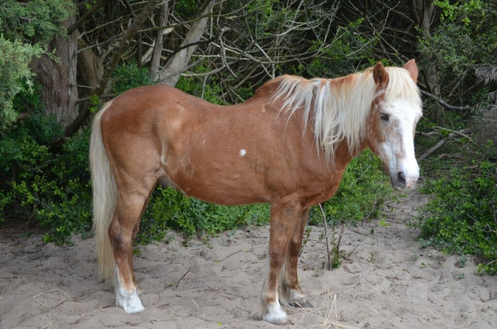 A palomino Ocracoke pony standing in green vegetation inside the pony pen enclosure.