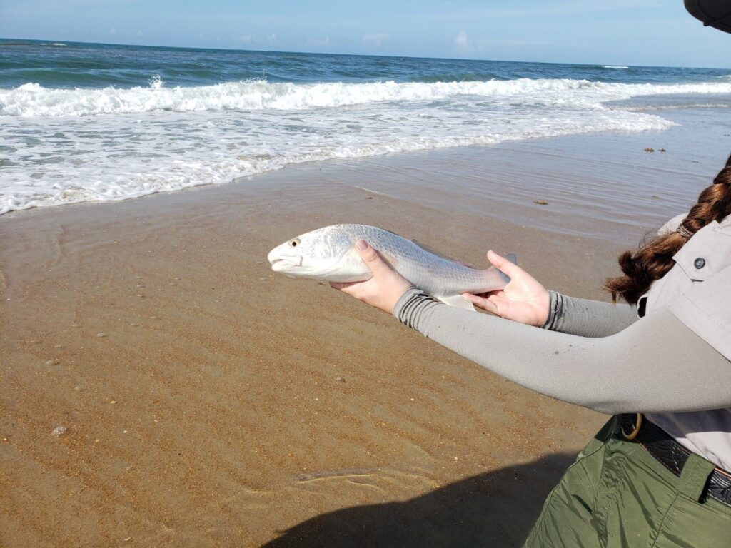 A small red drum held over the wet sand at the edge of the surf.