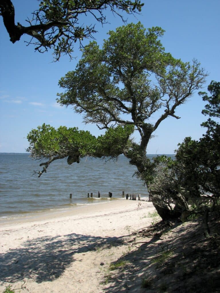 A leaning shade tree on a low shoreline looking out across calm sound water from Roanoke Island.