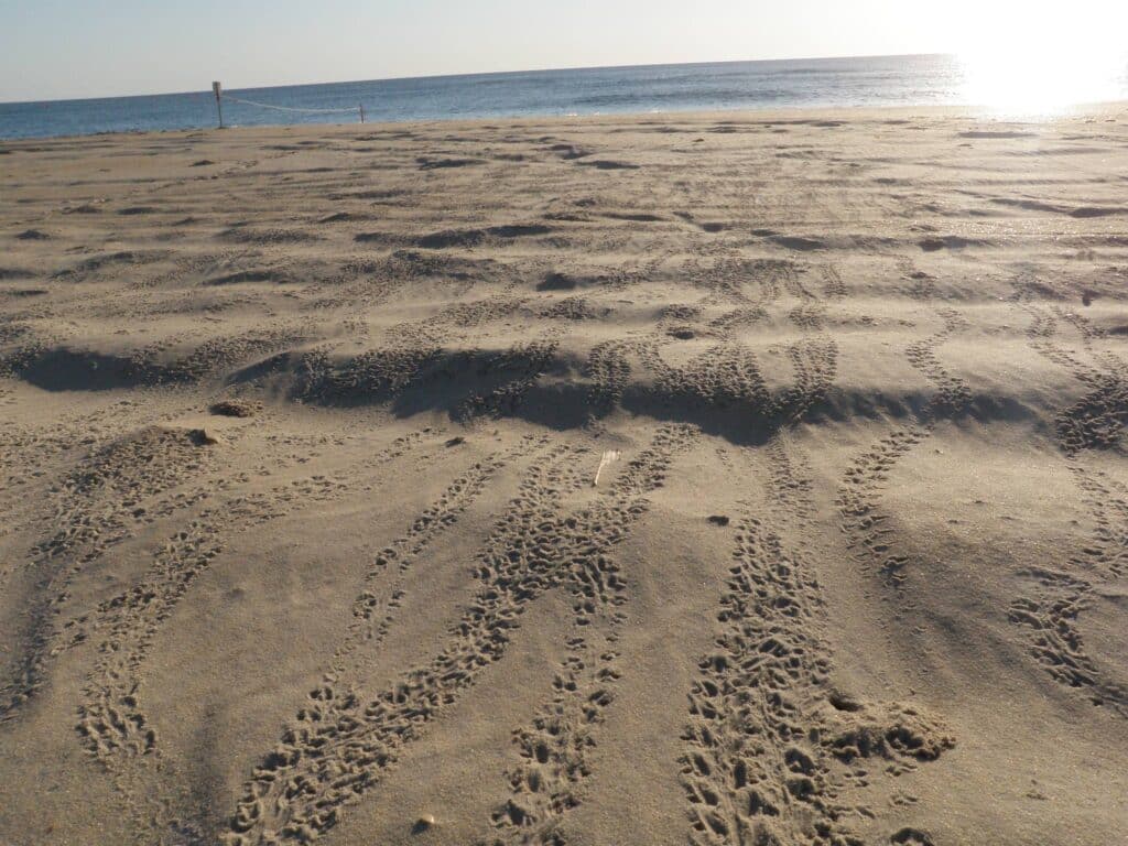 Tiny flipper tracks left by sea turtle hatchlings crossing wet sand toward the ocean.