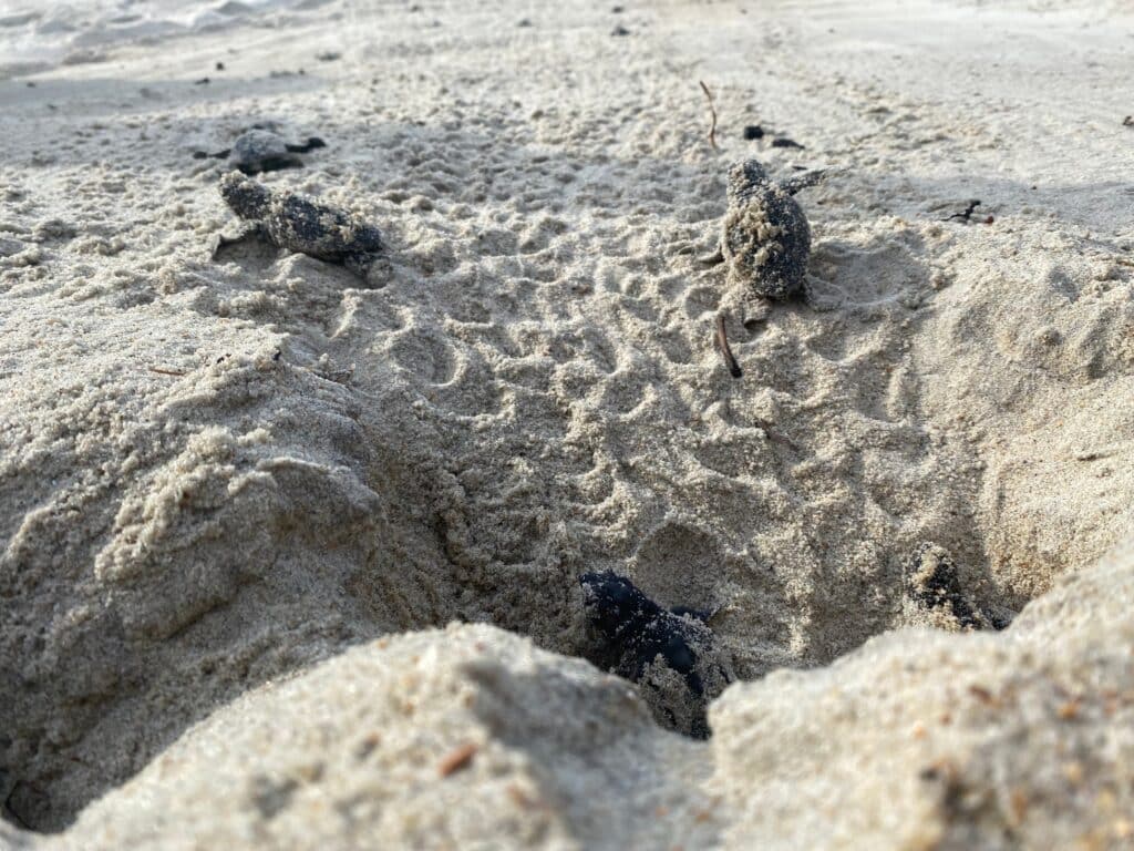 Several tiny sea turtle hatchlings on the sand, heading for the water.