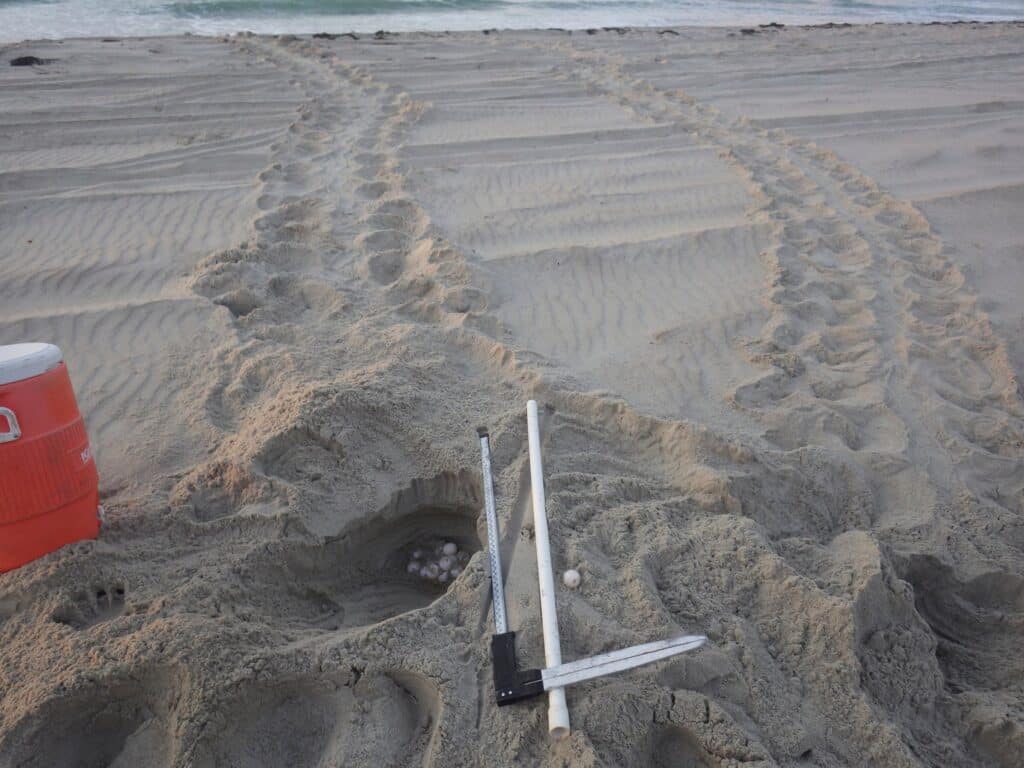 A staked and marked sea turtle nest on open sand near the dune line on Ocracoke Island.