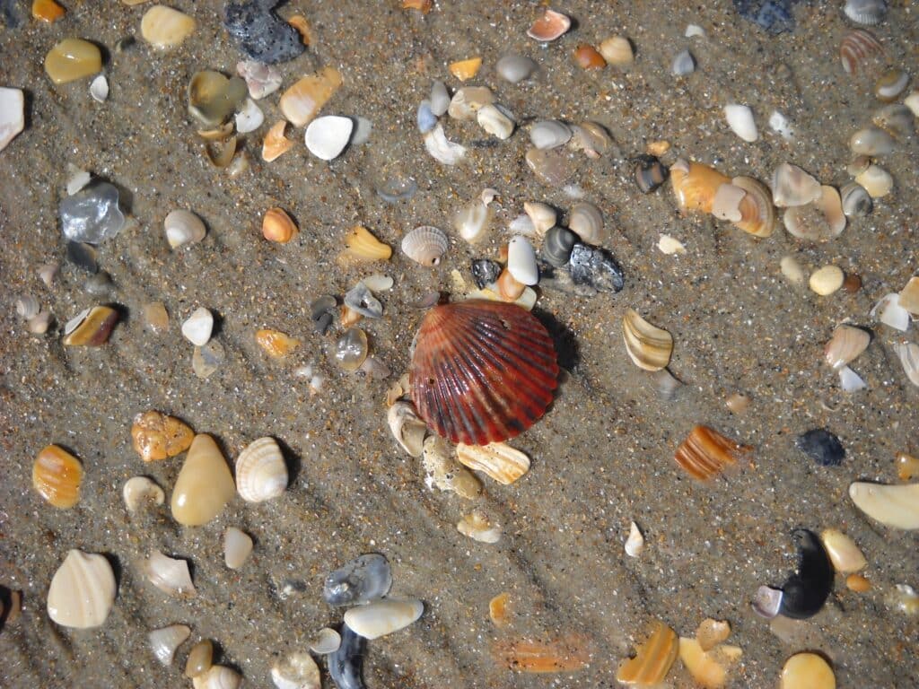 A dense scatter of assorted seashells across wet sand at the tide line.