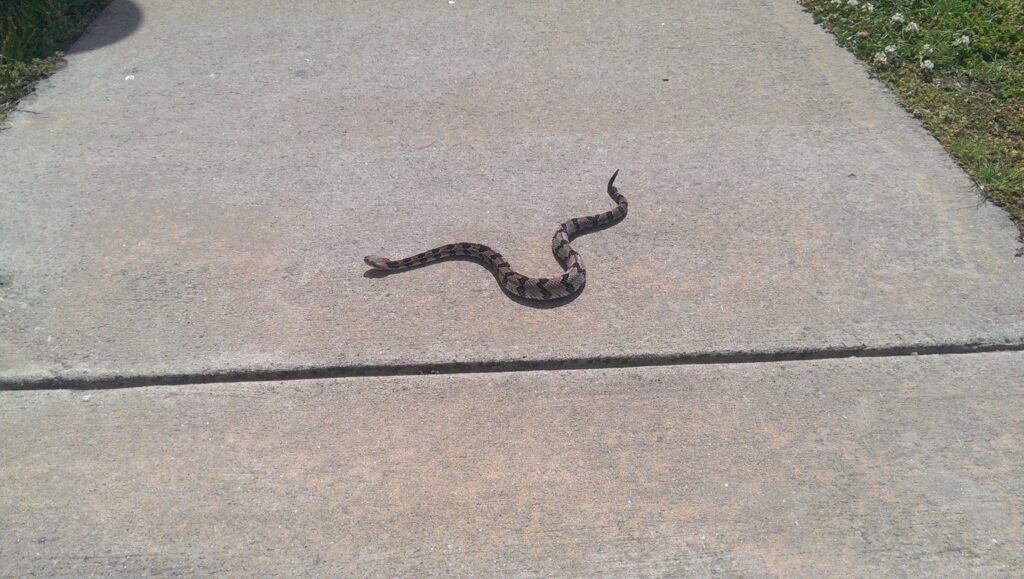 A dark snake stretched across a paved path in the open.