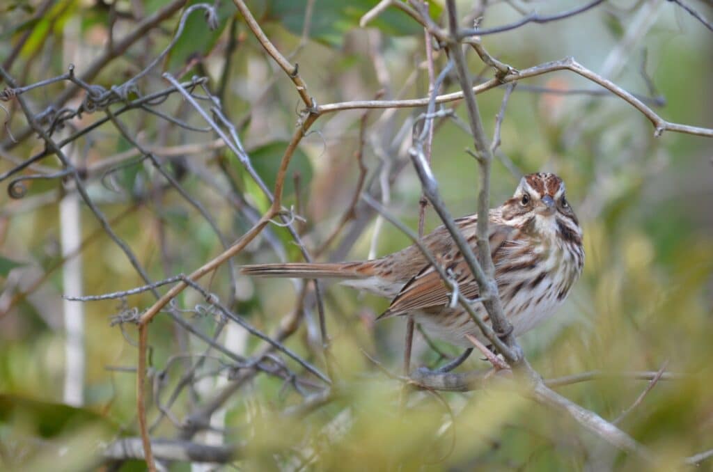 A song sparrow perched among bare twigs and brush.