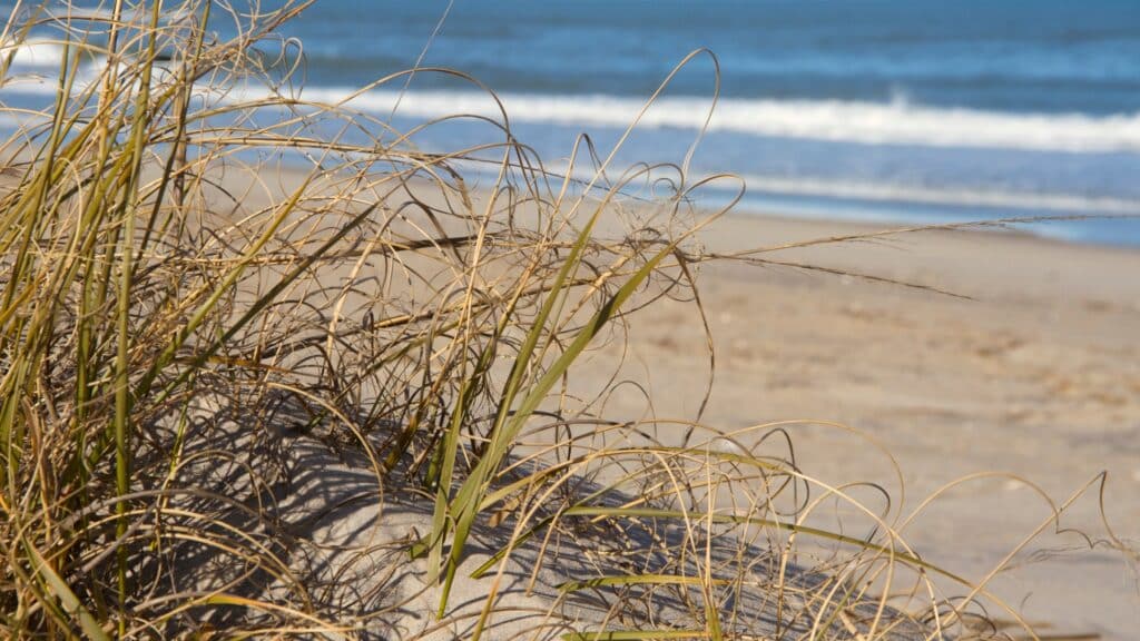 Fresh green dune grass in the foreground with breaking surf and open ocean behind.