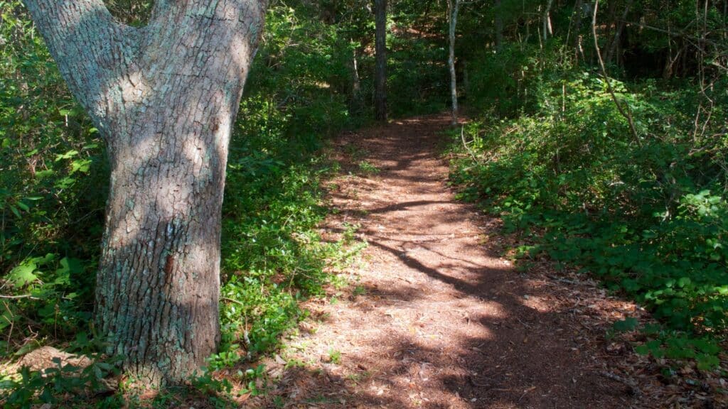 A sandy footpath winding through mixed coastal woodland on the Thomas Hariot Nature Trail.