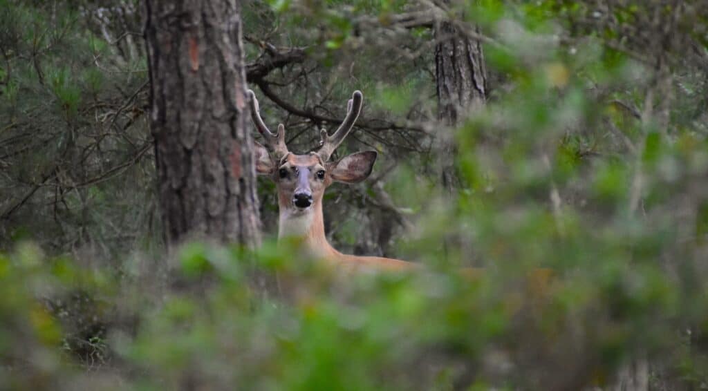 A white-tailed buck with antlers still in velvet standing among trees and brush.